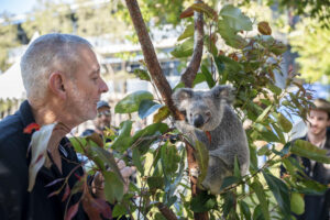 SÍDNEY, 10/09/2025.- Australia se convirtió este miércoles en el primer país del mundo en aprobar una vacuna para proteger a los koalas de la clamidia, una enfermedad que causa infertilidad, ceguera y muerte en este emblemático marsupial, informaron este miércoles fuentes oficiales. La vacuna, desarrollada durante más de una década por investigadores de la Universidad de Sunshine Coast (UniSC), fue autorizada por la Autoridad Australiana de Plaguicidas y Medicamentos Veterinarios (APVMA, por sus siglas en inglés) y podrá aplicarse en hospitales de fauna, clínicas veterinarias y directamente en hábitats silvestres. EFE/ UNISC Australia SOLO USO EDITORIAL/SOLO DISPONIBLE PARA ILUSTRAR LA NOTICIA QUE ACOMPAÑA (CRÉDITO OBLIGATORIO)