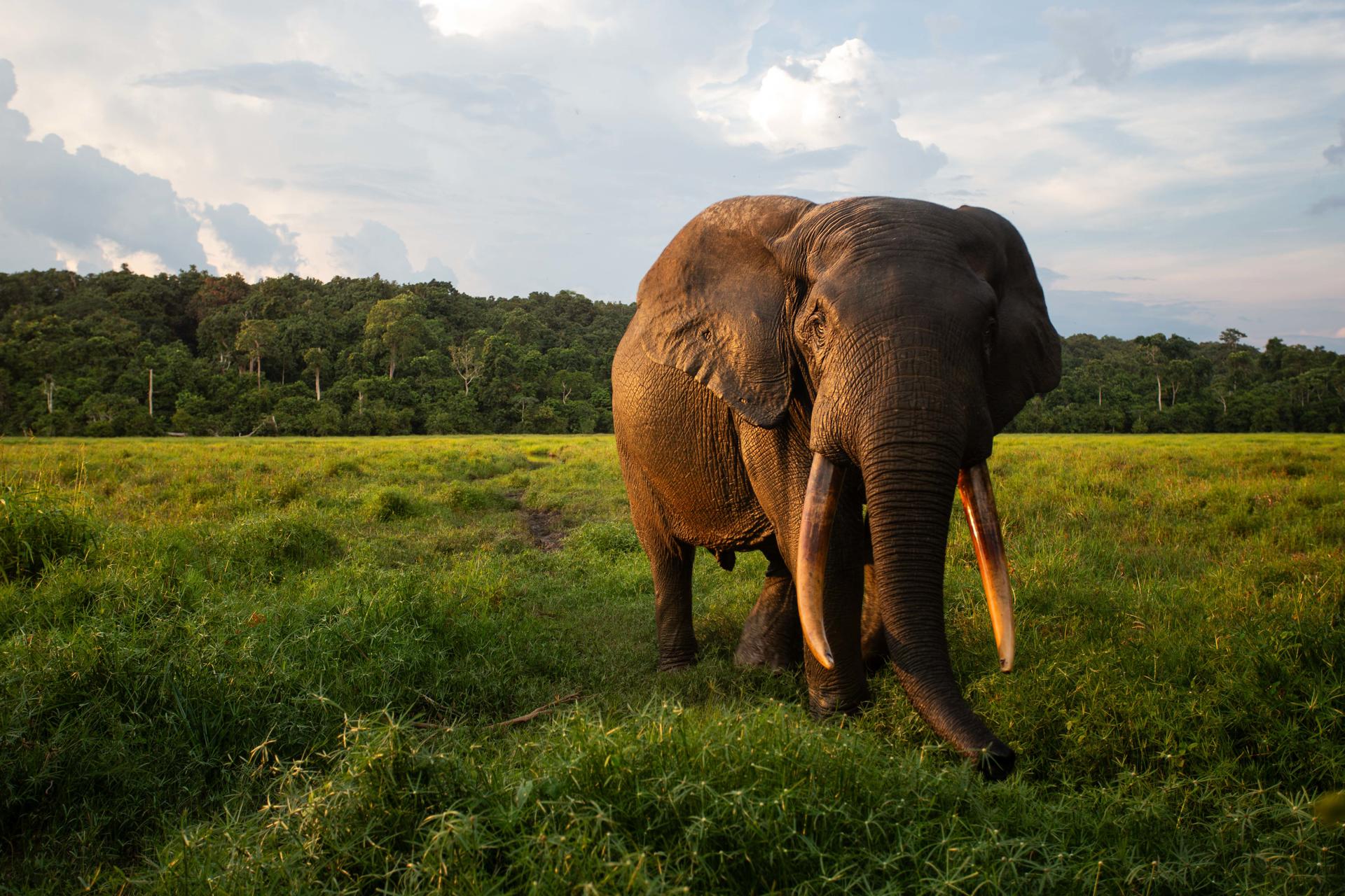 Imagen cedida por el BBVA de un elefante africano.
