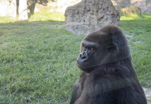 Este primate, el más grande del mundo, vive alrededor de 40 años y comparte alrededor del 98 % del código genético con los humanos. EFE/ Nicole Vargas.
