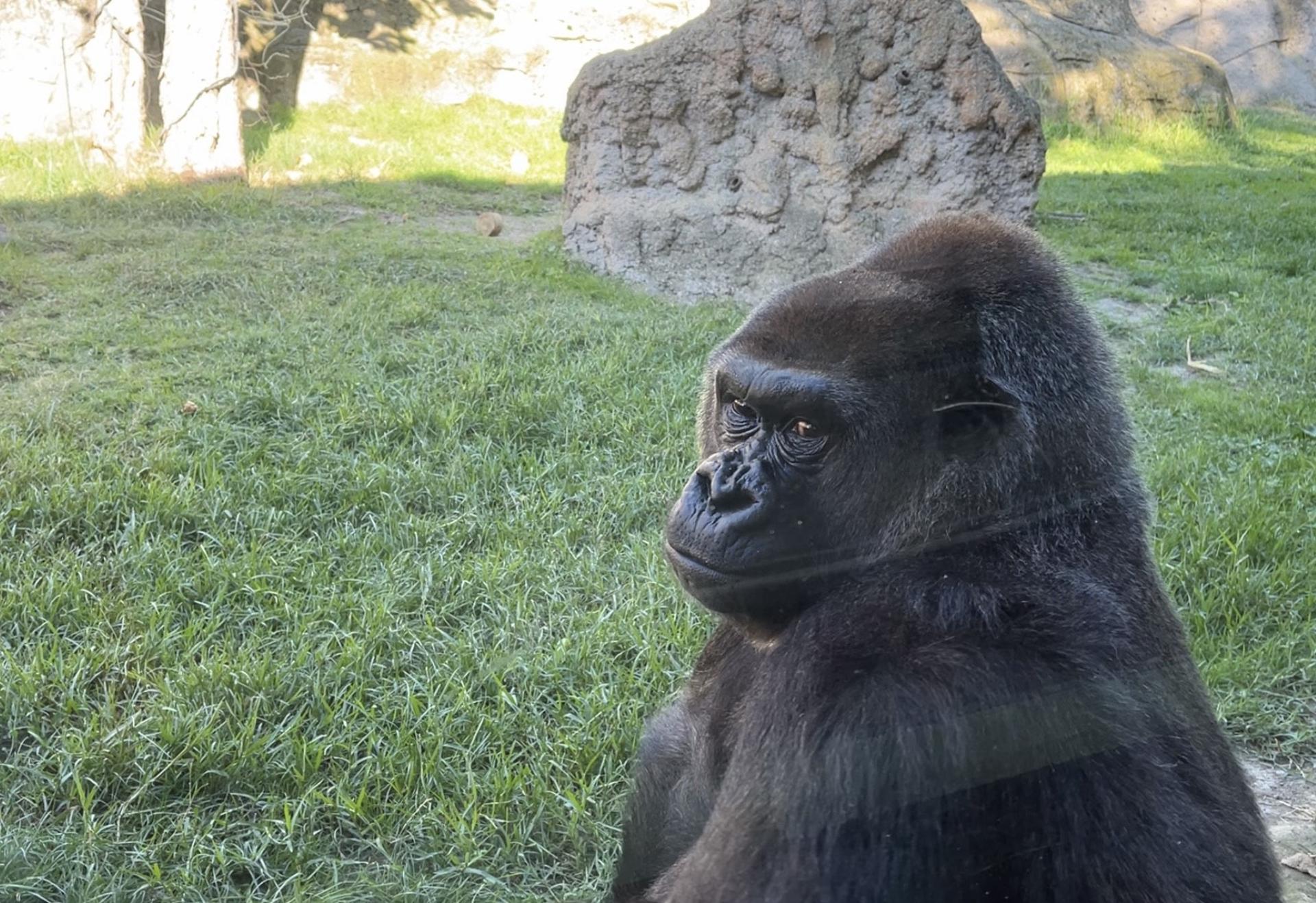Este primate, el más grande del mundo, vive alrededor de 40 años y comparte alrededor del 98 % del código genético con los humanos. EFE/ Nicole Vargas.