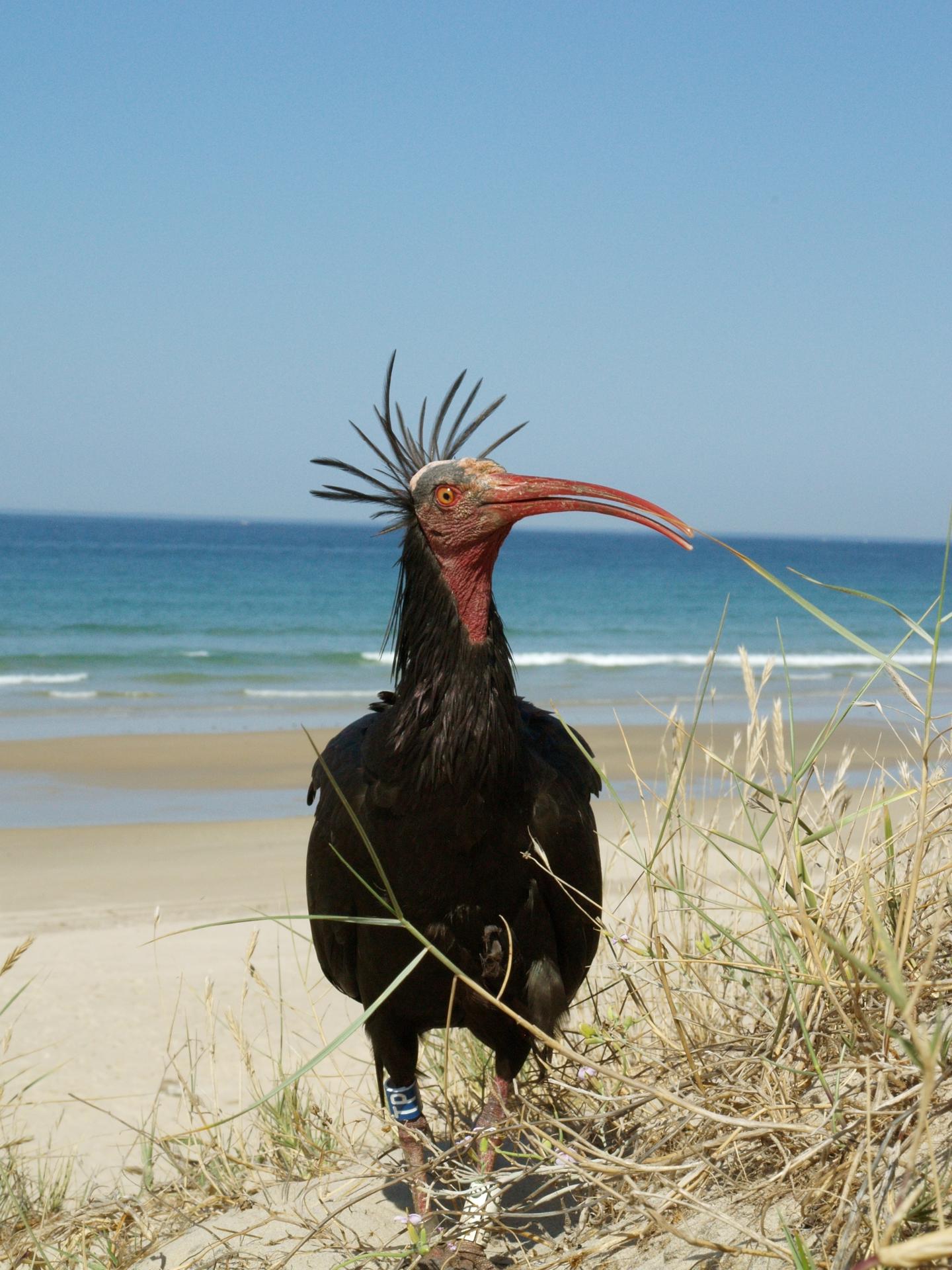 Imagen cedida por el BBVA de un ibis eremita.
