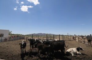 Fotografía de este viernes donde se observa ganado vacuno que permanece varado en un rancho en Ciudad Juárez, Chihuahua (México). EFE/Luis Torres