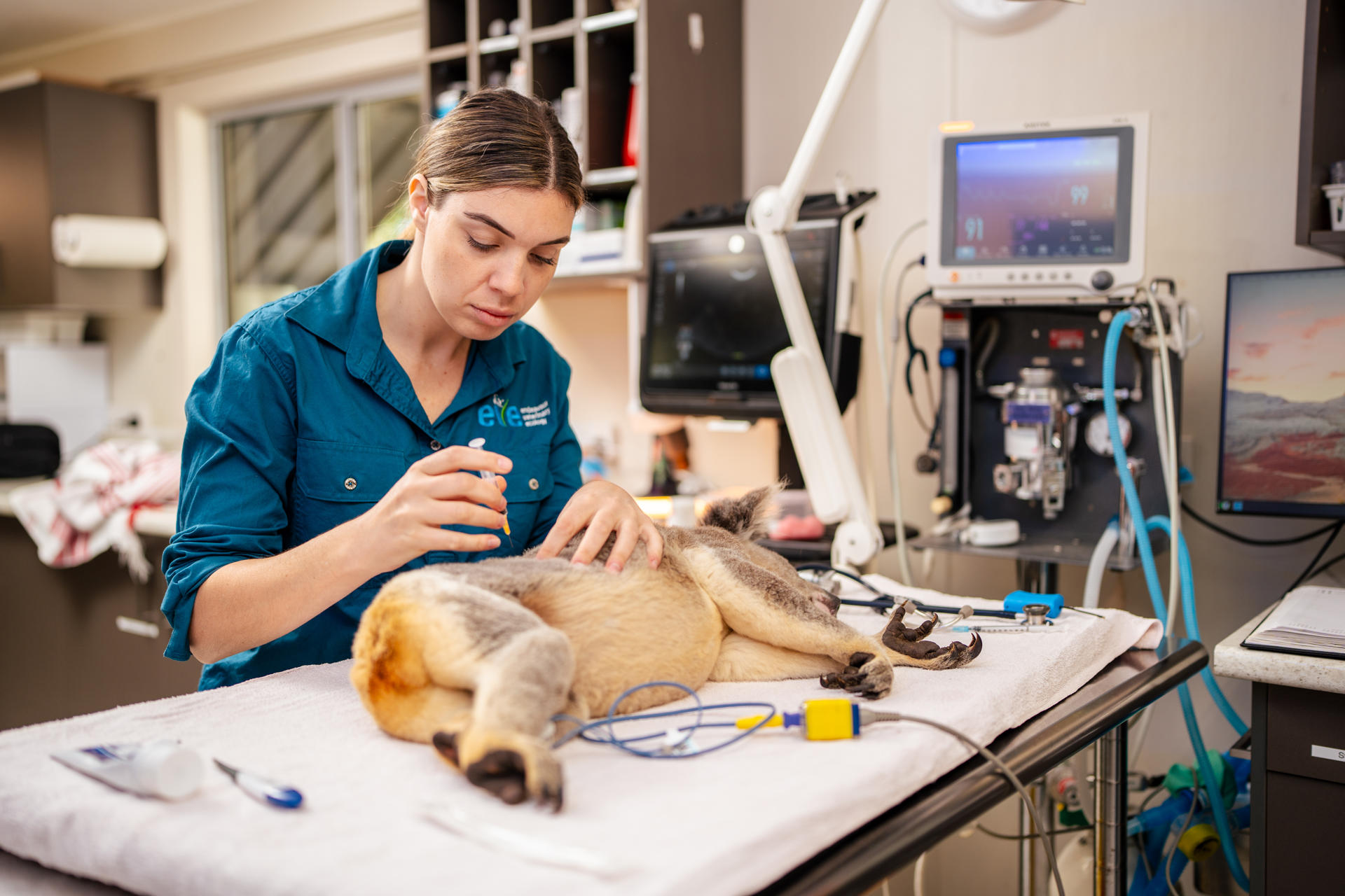 SÍDNEY, 10/09/2025.- Australia se convirtió este miércoles en el primer país del mundo en aprobar una vacuna para proteger a los koalas de la clamidia, una enfermedad que causa infertilidad, ceguera y muerte en este emblemático marsupial, informaron este miércoles fuentes oficiales. La vacuna, desarrollada durante más de una década por investigadores de la Universidad de Sunshine Coast (UniSC), fue autorizada por la Autoridad Australiana de Plaguicidas y Medicamentos Veterinarios (APVMA, por sus siglas en inglés) y podrá aplicarse en hospitales de fauna, clínicas veterinarias y directamente en hábitats silvestres. EFE/ UNISC Australia SOLO USO EDITORIAL/SOLO DISPONIBLE PARA ILUSTRAR LA NOTICIA QUE ACOMPAÑA (CRÉDITO OBLIGATORIO)
