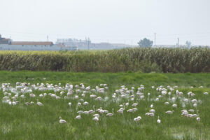 Fotografía de aves en el término municipal de Aznalcázar, en la Doñana sevillana. EFE/ David Arjona