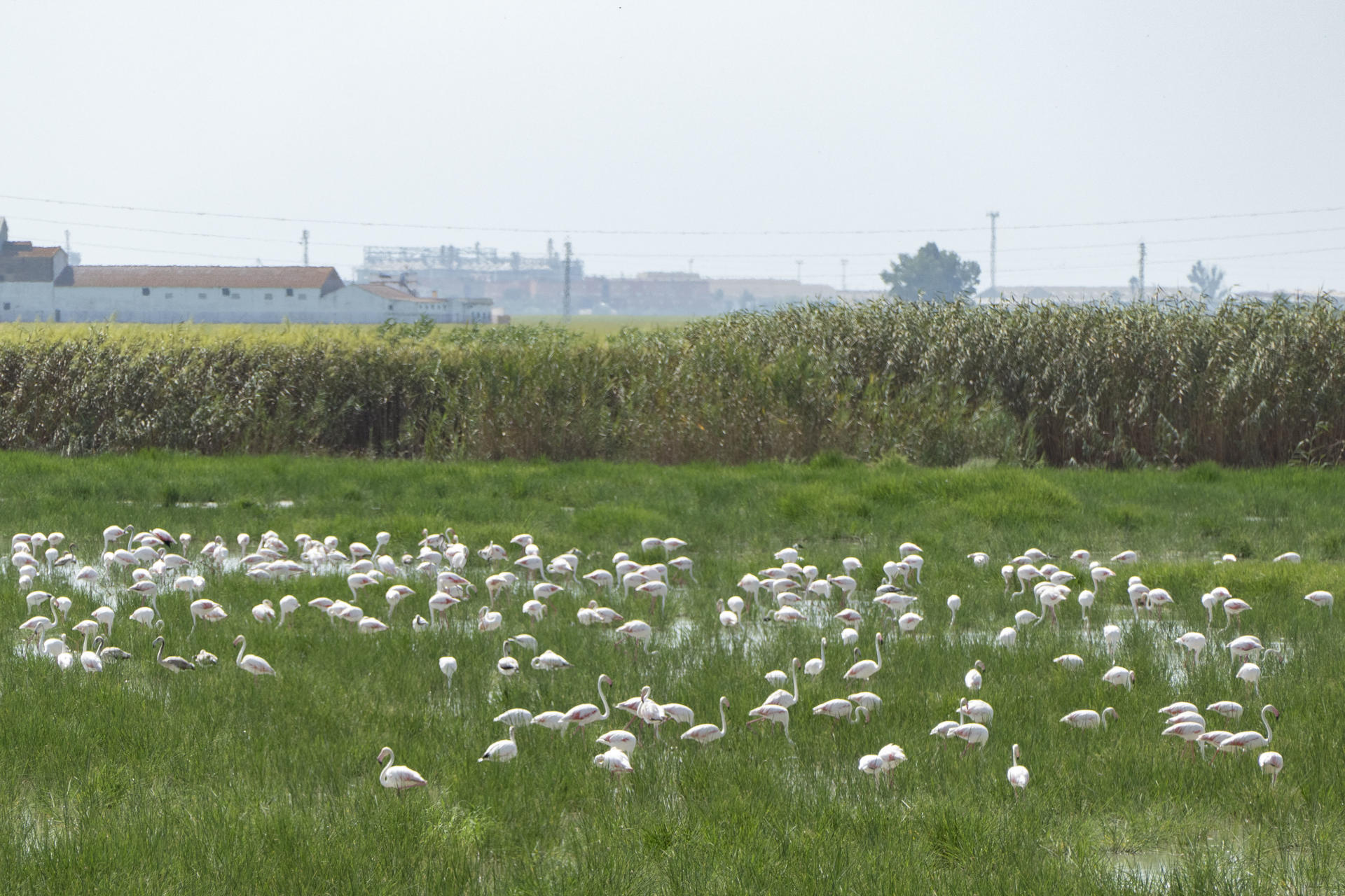 Fotografía de aves en el término municipal de Aznalcázar, en la Doñana sevillana. EFE/ David Arjona