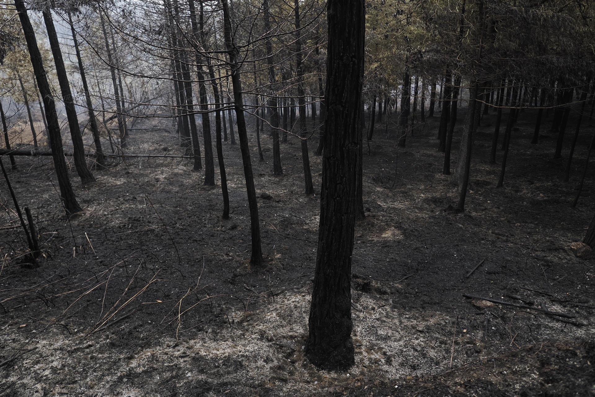 Monte quemado en Celeiro de Mariñaos en Barreiros, en la mariña de Lugo. EFE/Eliseo Trigo