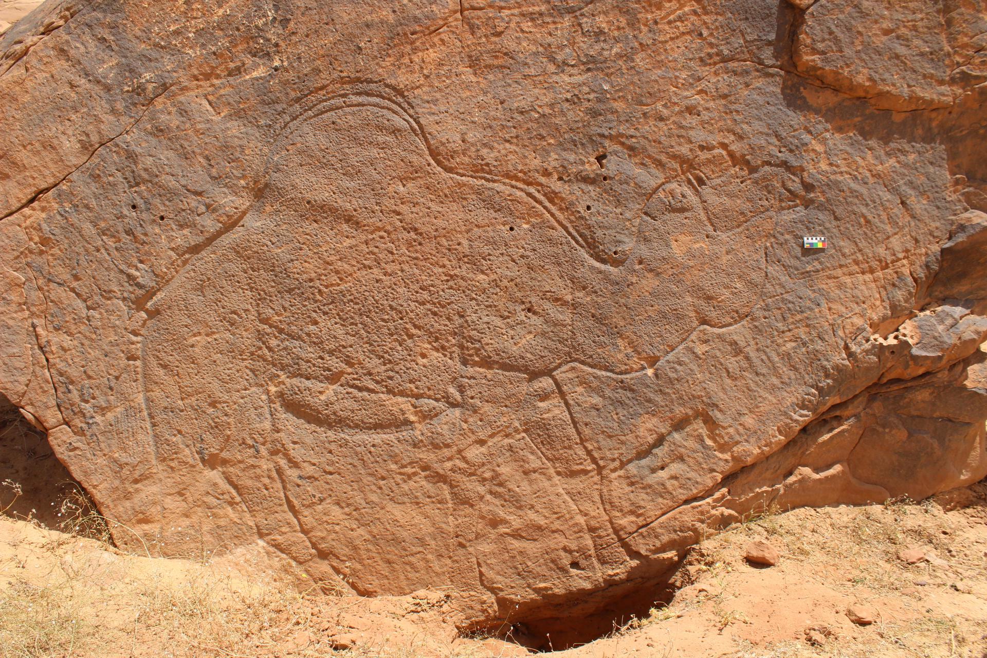 Grabado naturalista de un camello a tamaño real documentado en Jebel Misma. Crédito: Proyecto Sahout de Arte Rupestre y Arqueología. Crédito: Guagnin et al., Nature Communications (2025)