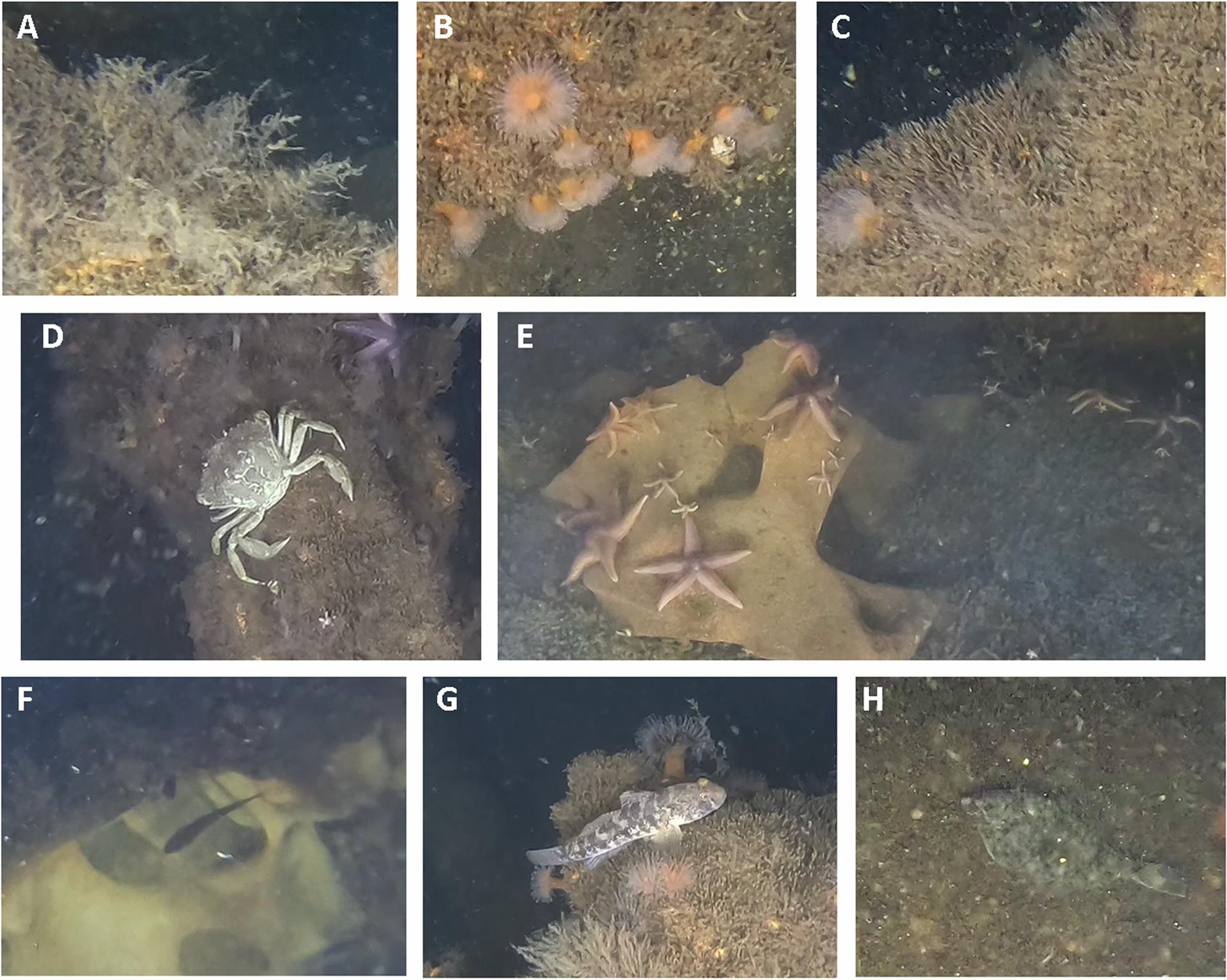 Ejemplos de especies marinas identificadas a partir de las imágenes tomadas por el sumergible. Crédito:  Andrey Vedenin et al./Communications Earth & Environment