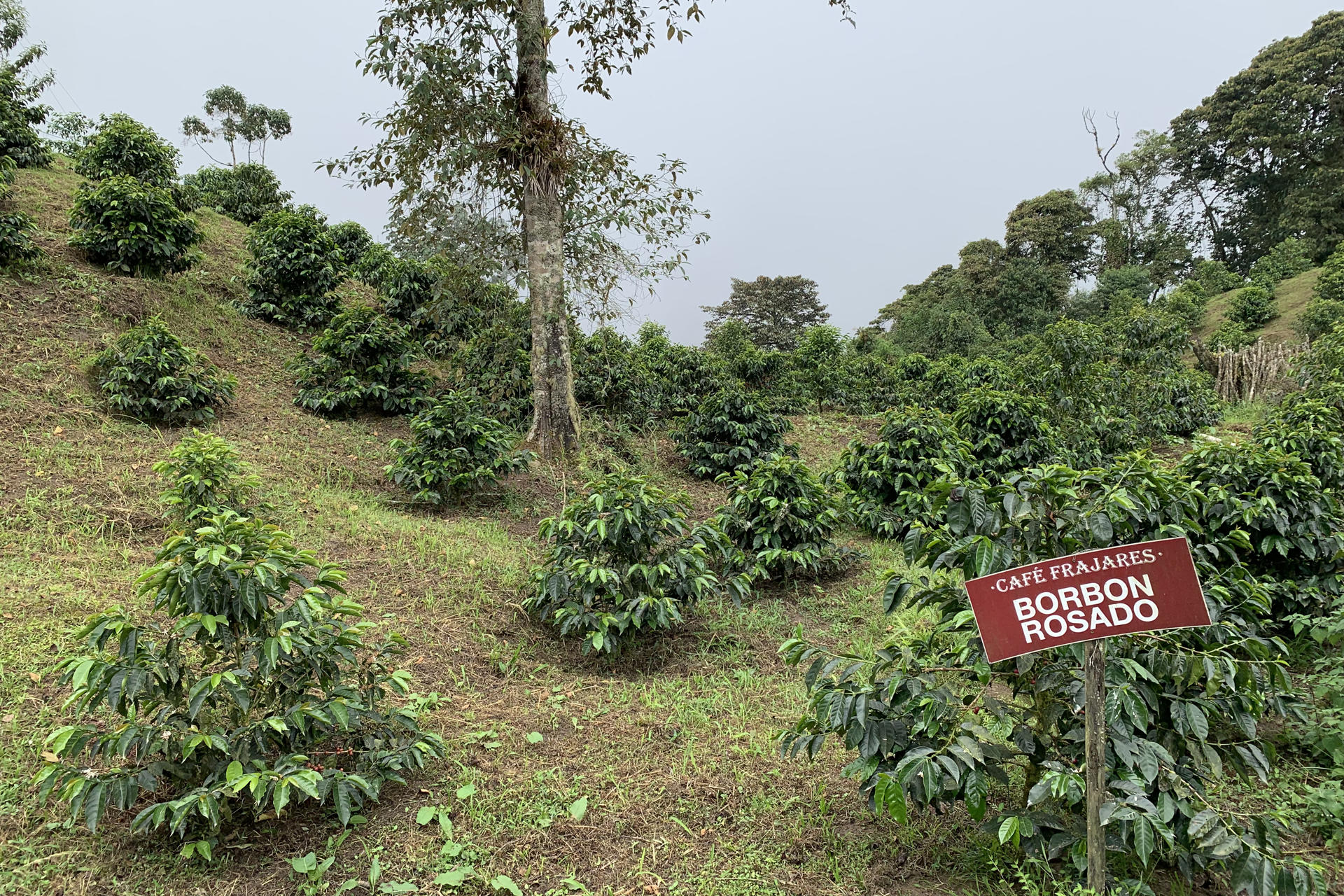 Fotografía que muestra una plantación de café en la finca Frajares en el Choco Andino (Ecuador). EFE/Andrea Faros
