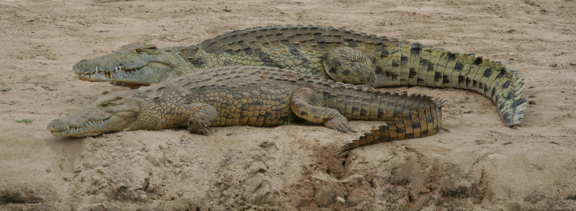 La granja de cocodrilos se encuentra en el distrito de Binga, donde los trabajadores alimentan a los animales. Binga es uno de los distritos administrativos de la provincia de Matabeleland Norte, situada en el noroeste de Zimbabue, en la frontera con Zambia a lo largo del río Zambezi. EFE/ Crocodile Farmers Association Of Zimbabwe ***SOLO USO EDITORIAL/SOLO DISPONIBLE PARA ILUSTRAR LA NOTICIA QUE ACOMPAÑA (CRÉDITO OBLIGATORIO)***
