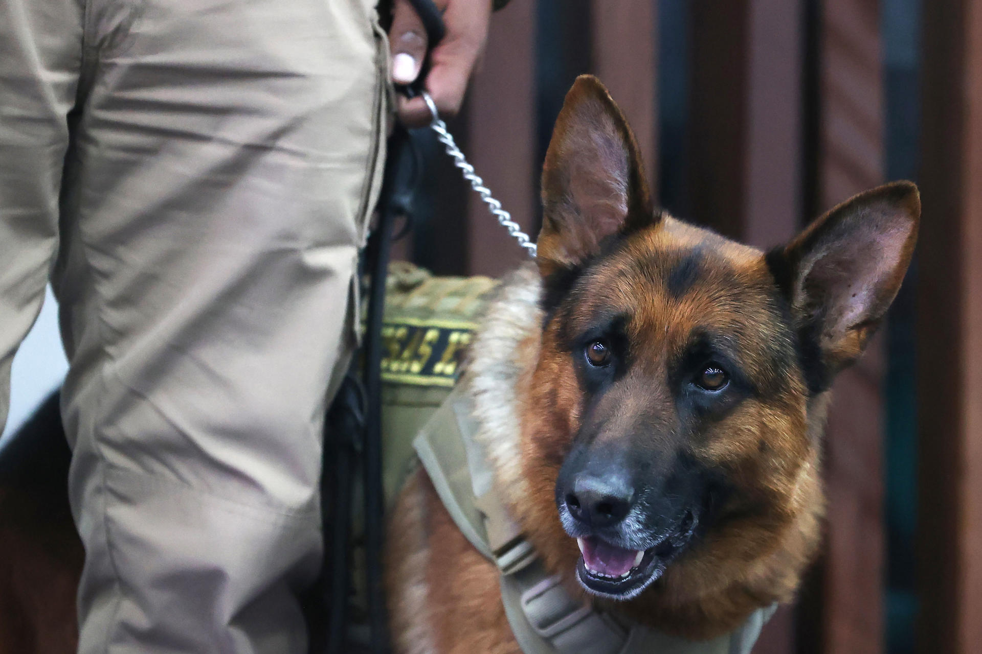 El teniente 'Bruno' de la unidad canina de la Policía, participa de un acto de condecoración y jubilación este miércoles, en La Paz (Bolivia). EFE/ Luis Gandarillas