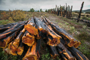 Fotografía de archivo de la madera quemada en el incendio que arrasó hace dos años el Parque Natural de los Sabinares del Arlanza, al noroeste de España. EFE/Santi Otero