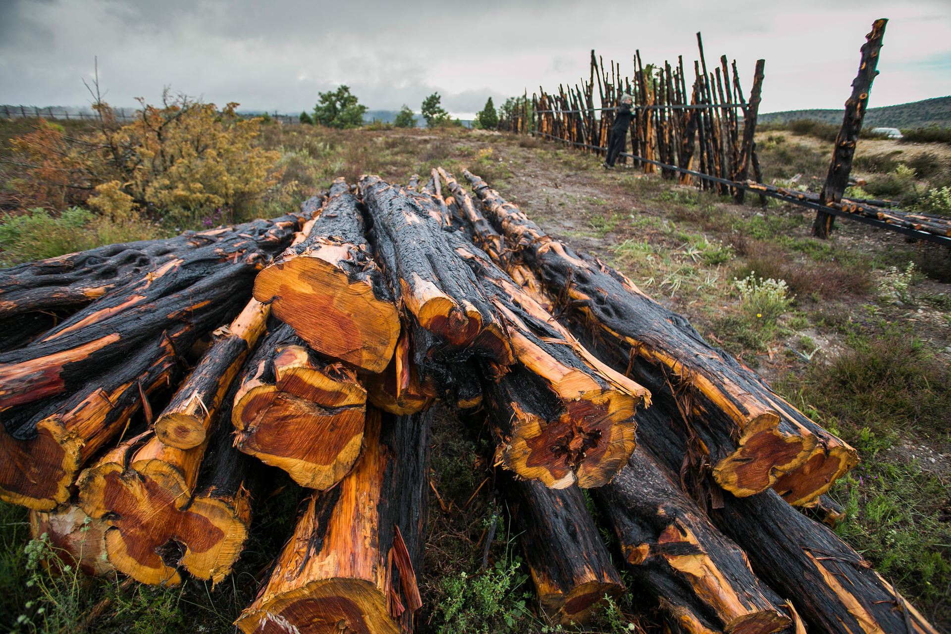 Fotografía de archivo de la madera quemada en el incendio que arrasó hace dos años el Parque Natural de los Sabinares del Arlanza, al noroeste de España. EFE/Santi Otero