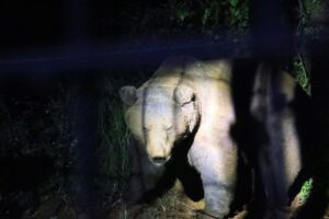 Imagen de archivo de un oso pardo. EFE/Celia Agüero Pereda
