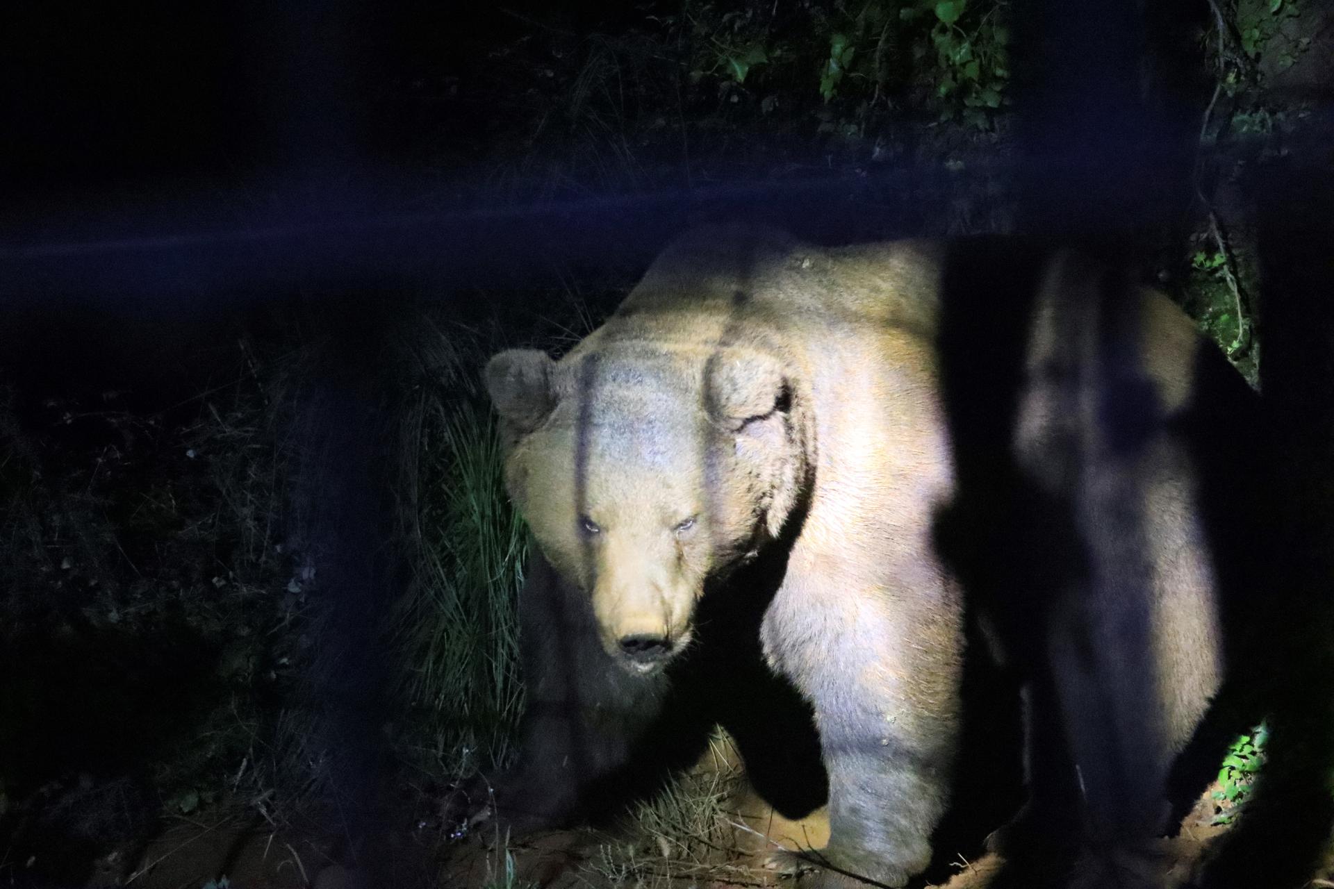 Imagen de archivo de un oso pardo. EFE/Celia Agüero Pereda