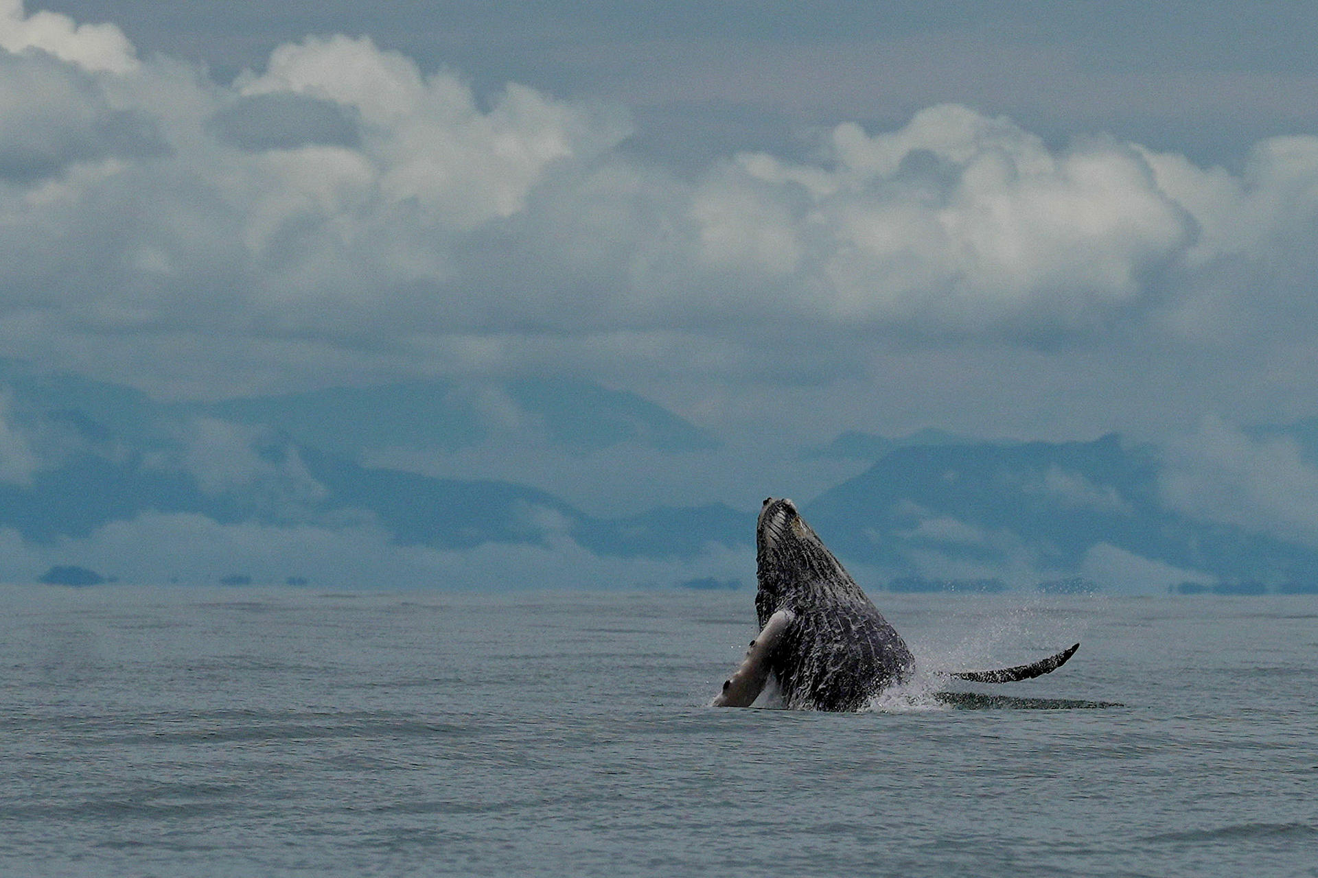Una ballena jorobada salta este sábado, en el Parque Nacional Natural Uramba Bahía Málaga en Buenaventura (Colombia). EFE/ Ernesto Guzmán
