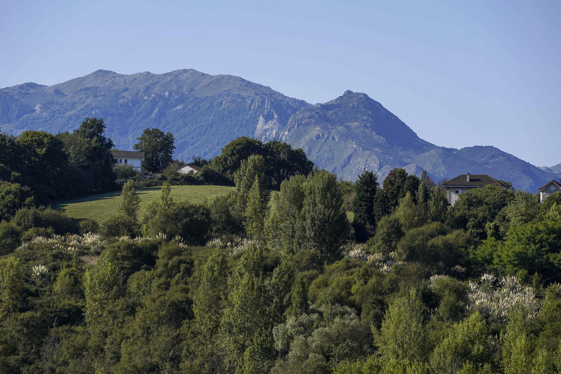 Vista del bosque a las afueras de la ciudad de Oviedo este miércoles. EFE/Paco Paredes