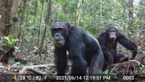 Dos chimpancés macho comiendo el fruto similar a una ciruela del árbol de hoja perenne Parinari excelsa en el Parque Nacional de Taï, en Costa de Marfil, en 2021. Crédito: Aleksey Maro/UC Berkeley