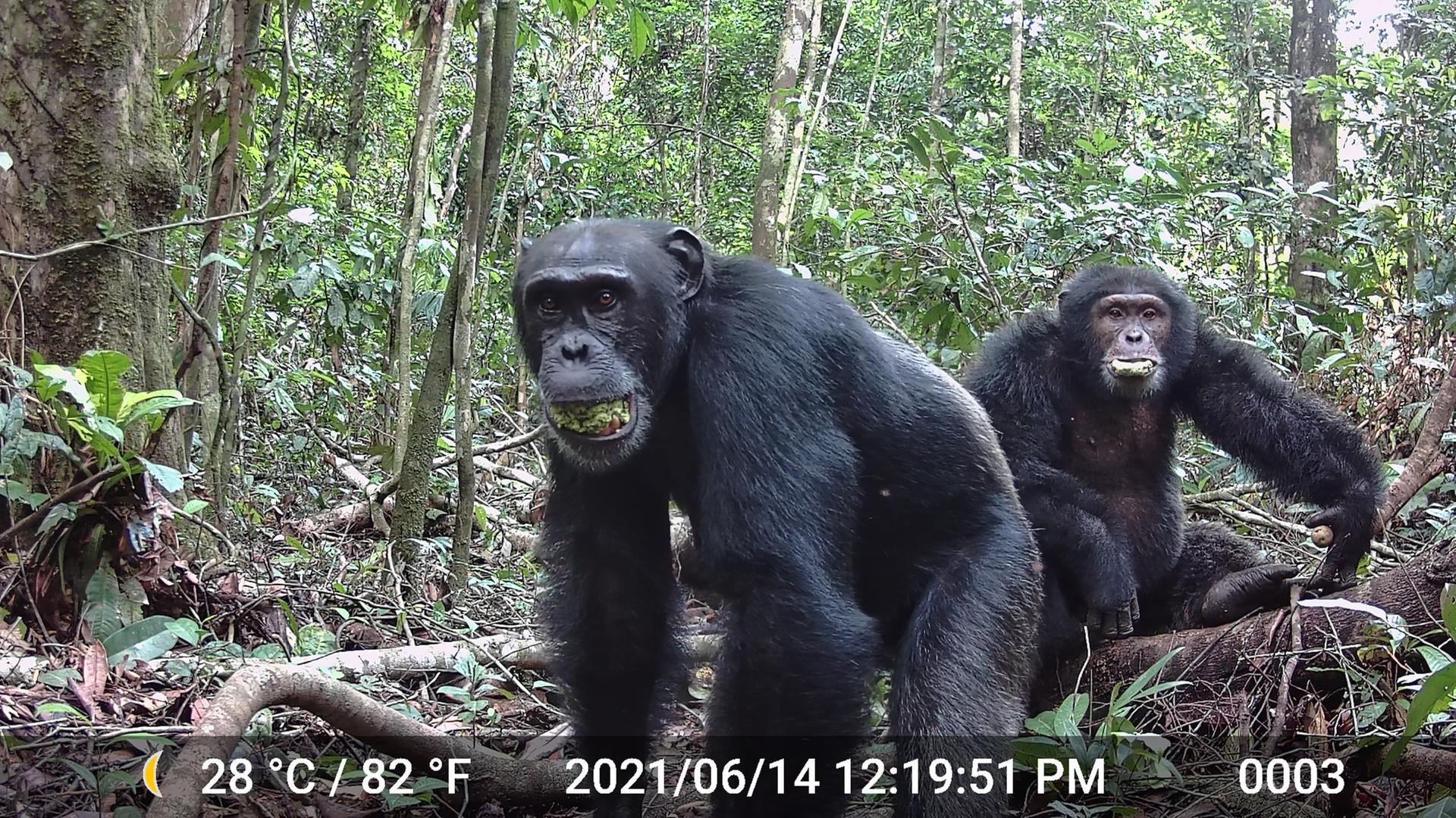 Dos chimpancés macho comiendo el fruto similar a una ciruela del árbol de hoja perenne Parinari excelsa en el Parque Nacional de Taï, en Costa de Marfil, en 2021. Crédito: Aleksey Maro/UC Berkeley