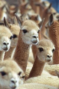 Foto de archivo de un grupo de vicuñas. EFE/Paolo Aguilar