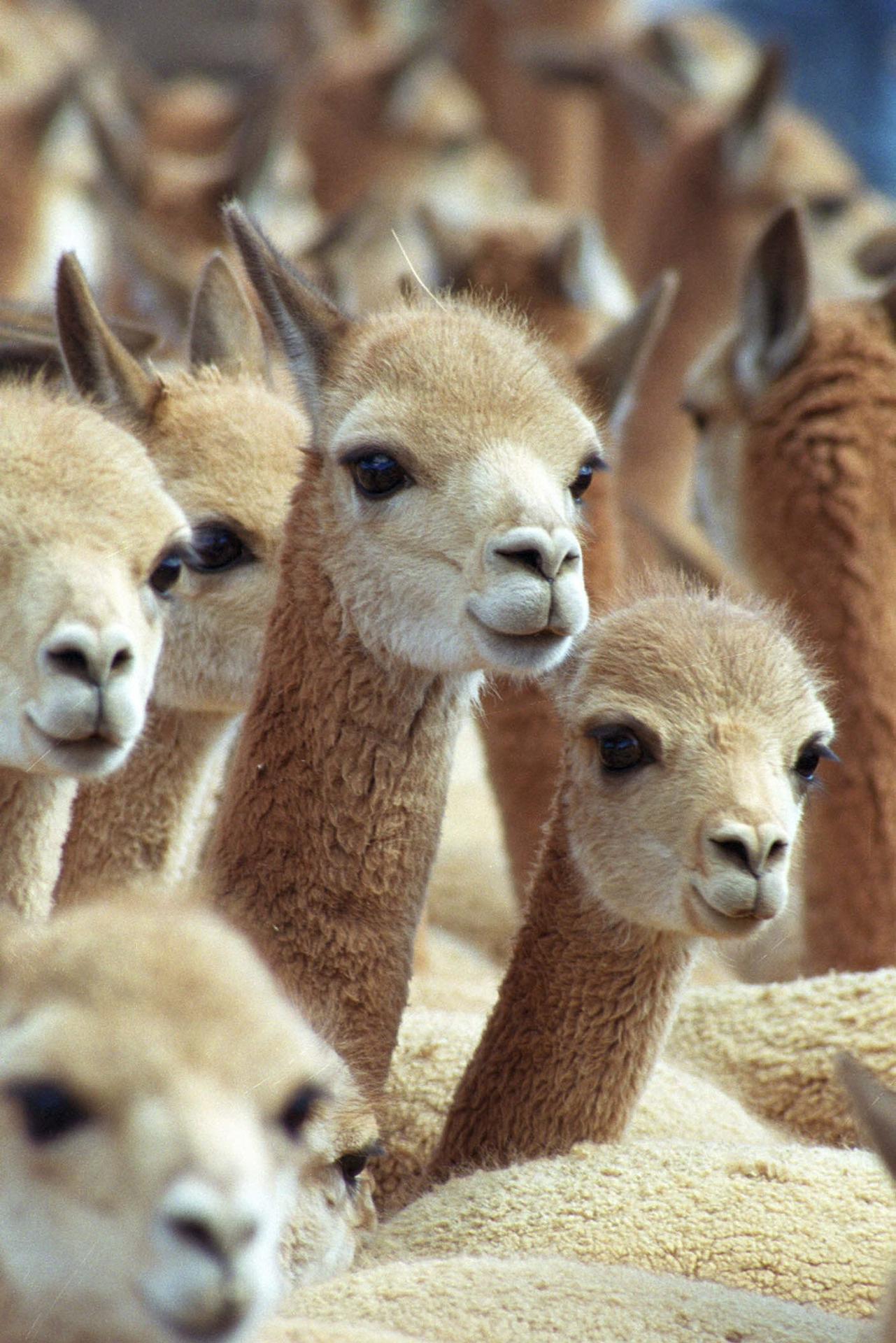 Foto de archivo de un grupo de vicuñas. EFE/Paolo Aguilar