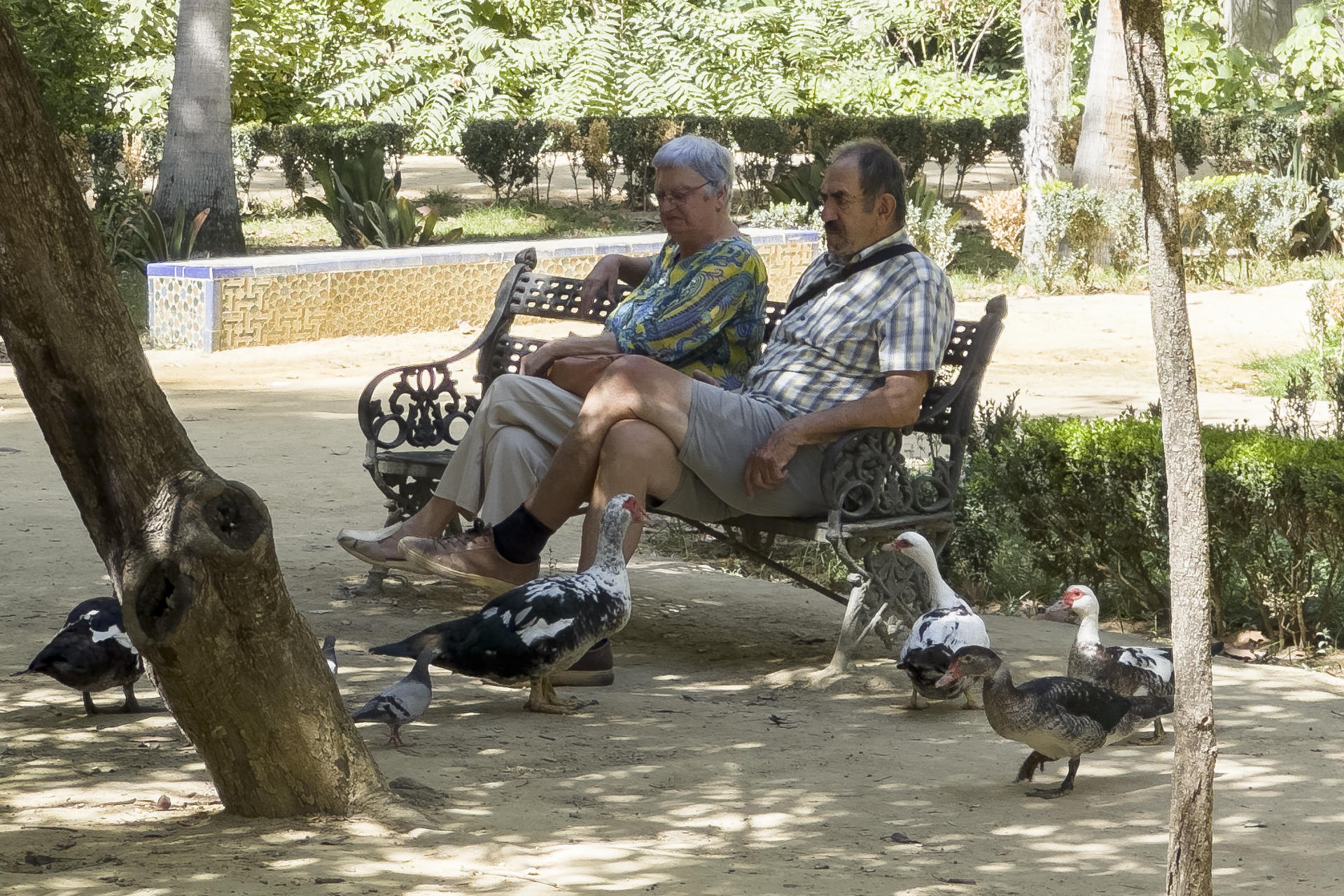Cuatro aves muertas han sido encontradas esta mañana en el Parque de María Luisa de Sevilla, al día siguiente de reabrir sus puertas ante la sospechas de que las localizadas esta misma semana murieran por gripe aviar.Fuentes del Ayuntamiento de Sevilla han informado a EFE de que esta mañana han sido hallados muertos patos y palomas, que han sido retirados por el personal del parque. En la imagen, varias personas descansan junto a patos en el Parque de María Luisa de Sevilla. EFE/ David Arjona
