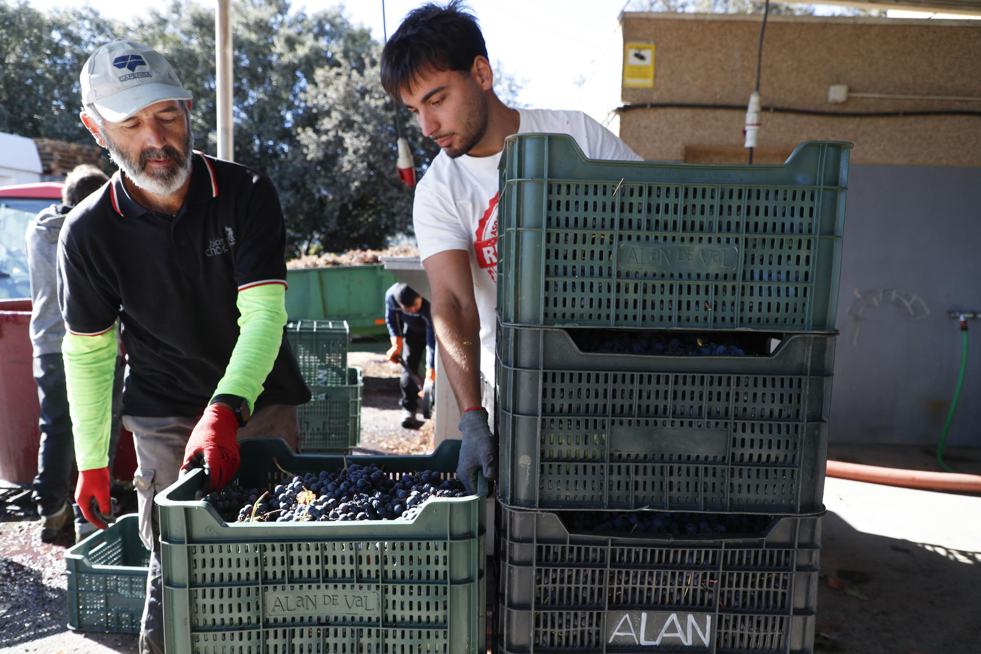 Recogida de uva mencía en la Bodega Alan de Val en A Rúa, Ourense, durante la visita del ministro de Agricultura, Pesca y Alimentación, Luis Planas, a zonas afectadas por los incendios forestales en Galicia este verano. EFE/Eliseo Trigo
