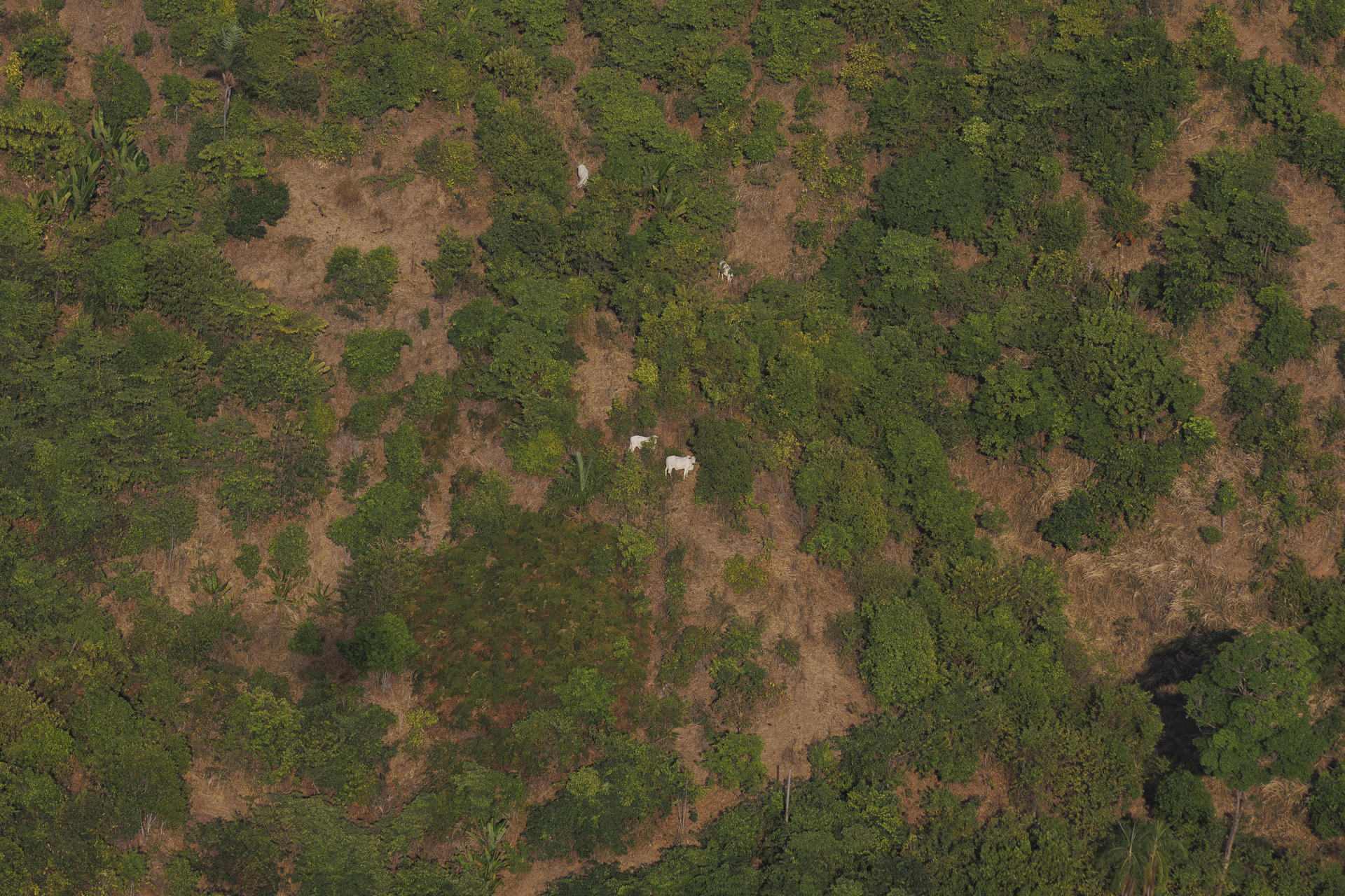 Fotografía del 9 de septiembre de 2025 que muestra ganado en la Hacienda Nova Orleans, proveedora de JBS, en Santana do Araguaia (Brasil). EFE/ Isaac Fontana