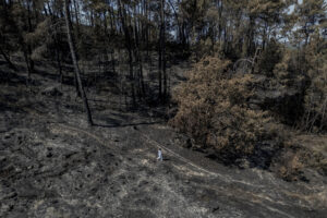 Imagen de un bosque arrasado por las llamas este verano en Galicia. EFE/Brais Lorenzo
