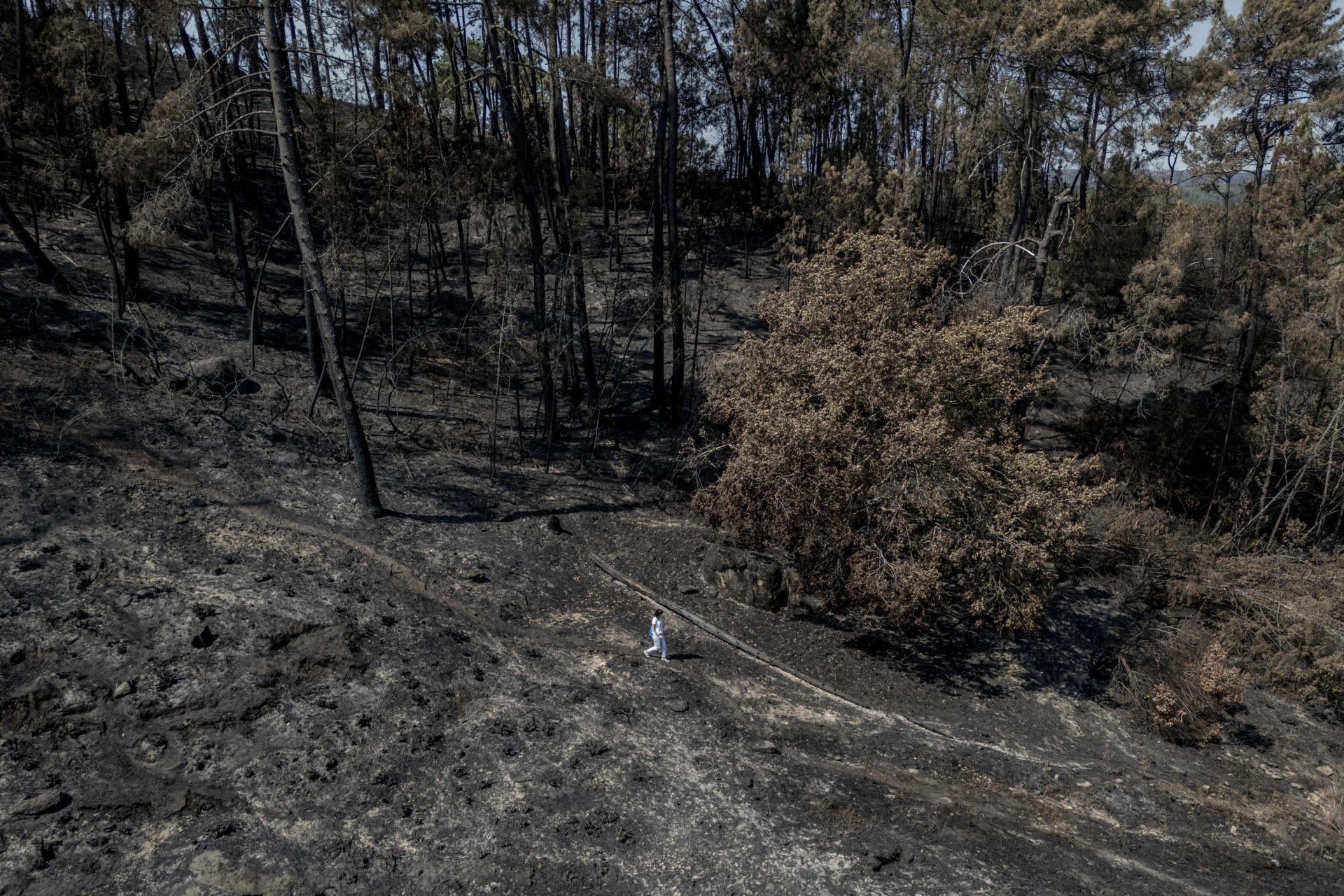 Imagen de un bosque arrasado por las llamas este verano en Galicia. EFE/Brais Lorenzo