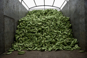Imagen de archivo del 23 de octubre de 2025 de una pila de bananos cosechados en la Hacienda Celia María en la provincia ecuatoriana de El Oro. EFE / Mauricio Torres
