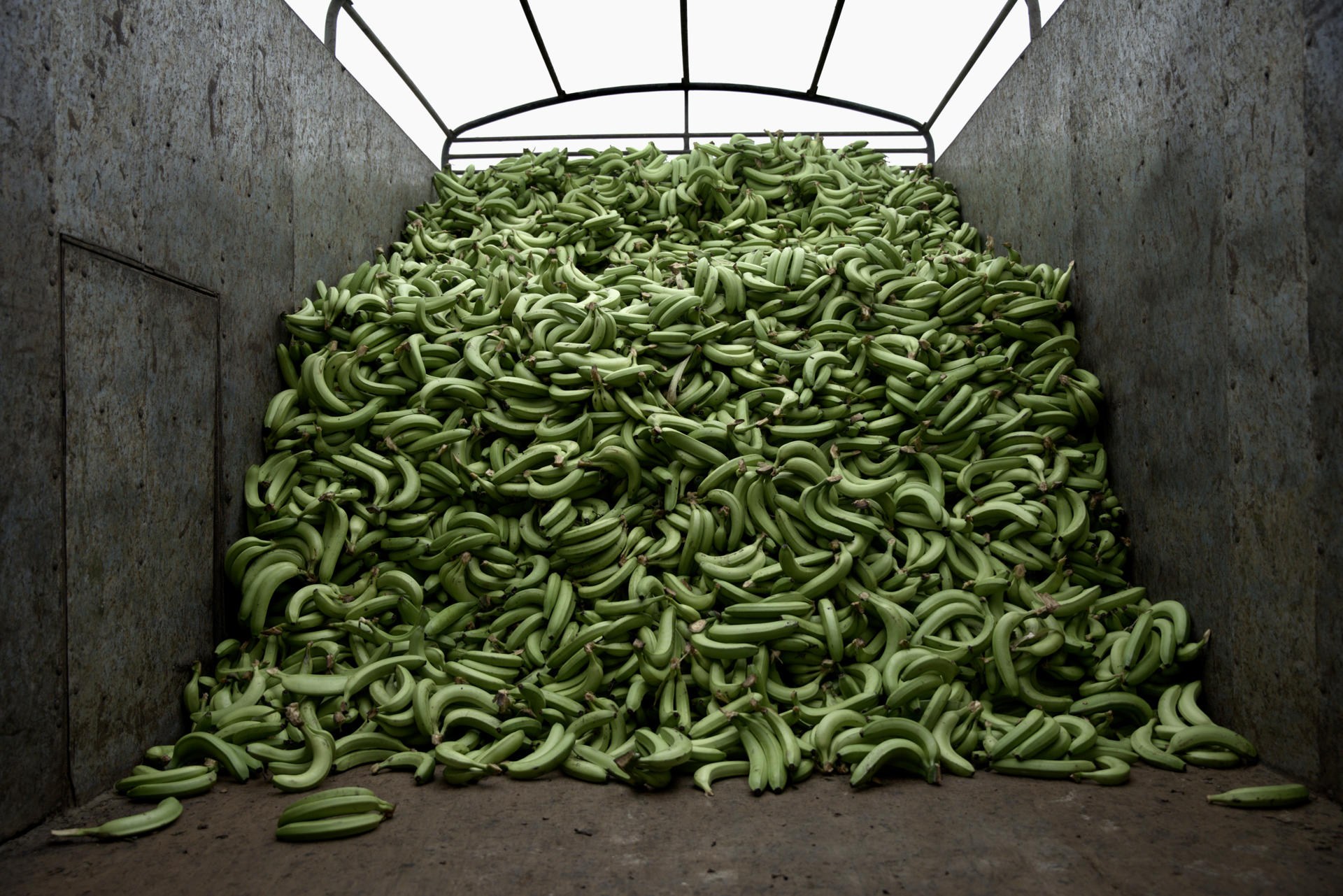 Imagen de archivo del 23 de octubre de 2025 de una pila de bananos cosechados en la Hacienda Celia María en la provincia ecuatoriana de El Oro. EFE / Mauricio Torres