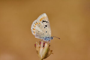 La mariposa "Azul del Atlas" (Polyommatus atlantica) posee el mayor número de cromosomas de todos los animales multicelulares del mundo, según un estudio publicado en 'Current Biology' de investigadores del Wellcome Sanger Institute y del Institut de Biologia Evolutiva (IBE: CSIC-UPF) de Barcelona. EFE/Roger Vila/IBE SÓLO USO EDITORIAL/SOLO USO PERMITIDO PARA ILUSTRAR LA NOTICIA QUE APARECE EN EL PIE DE FOTO (CRÉDITO OBLIGATORIO)