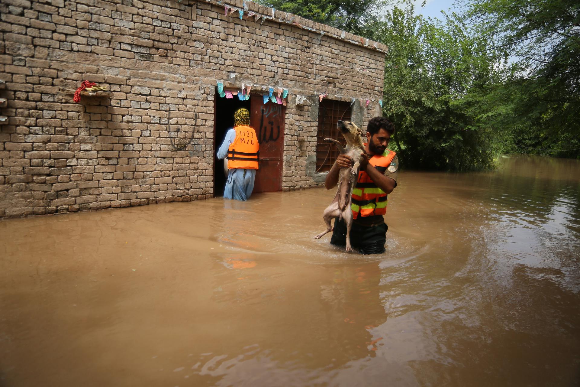 Rescate en Muzaffargarh (Pakistan) de personas y animales tras las inundaciones. EFE/EPA/MANSOOR ABBAS