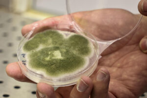 La fermentación de los alimentos, una técnica utilizada desde hace siglos en diferentes culturas, se abre a nuevas posibilidades, como la generación de proteínas de calidad que pueden ser utilizadas en futuros viajes a Marte, una aplicación en la que ya trabajan el Basque Culinary Center y la NASA. EFE/Javi Colmenero