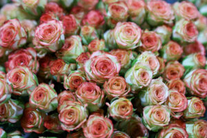 Fotografía de archivo en donde se ven rosas en una florícola en el sector del Quinche (Ecuador). EFE/José Jácome