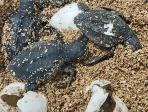 El Govern balear ha anunciado este domingo el nacimiento de las primeras crías de tortuga marina ('Caretta caretta') del nido detectado el pasado 17 de julio en la playa urbana de Can Pere Antoni, en Palma, donde por el momento se ha contabilizado 62 tortugas. EFE/Conselleria de Agricultura, Pesca y Medio Natural. EFE. SOLO USO EDITORIAL/SOLO DISPONIBLE PARA ILUSTRAR LA NOTICIA QUE ACOMPAÑA (CRÉDITO OBLIGATORIO)