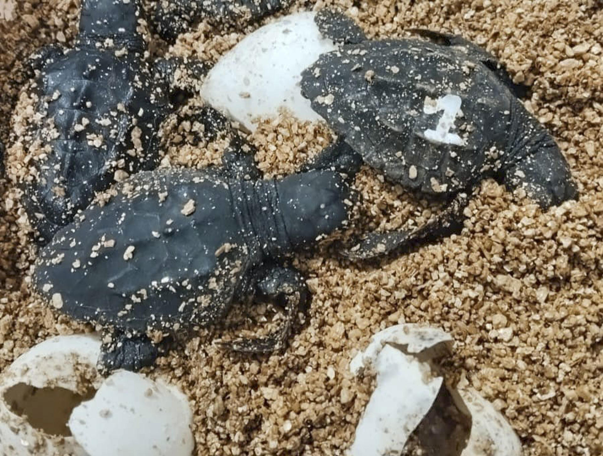 El Govern balear ha anunciado este domingo el nacimiento de las primeras crías de tortuga marina ('Caretta caretta') del nido detectado el pasado 17 de julio en la playa urbana de Can Pere Antoni, en Palma, donde por el momento se ha contabilizado 62 tortugas. EFE/Conselleria de Agricultura, Pesca y Medio Natural. EFE. SOLO USO EDITORIAL/SOLO DISPONIBLE PARA ILUSTRAR LA NOTICIA QUE ACOMPAÑA (CRÉDITO OBLIGATORIO)