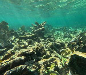 Cresta de arrecife muerta en la costa caribeña de México. Chris Perry/Universidad de Exeter/SOLO USO EDITORIAL