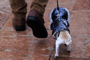 En la imagen de archivo, un perro se pasea con su dueño por el centro de una ciudad. EFE/Paco Paredes