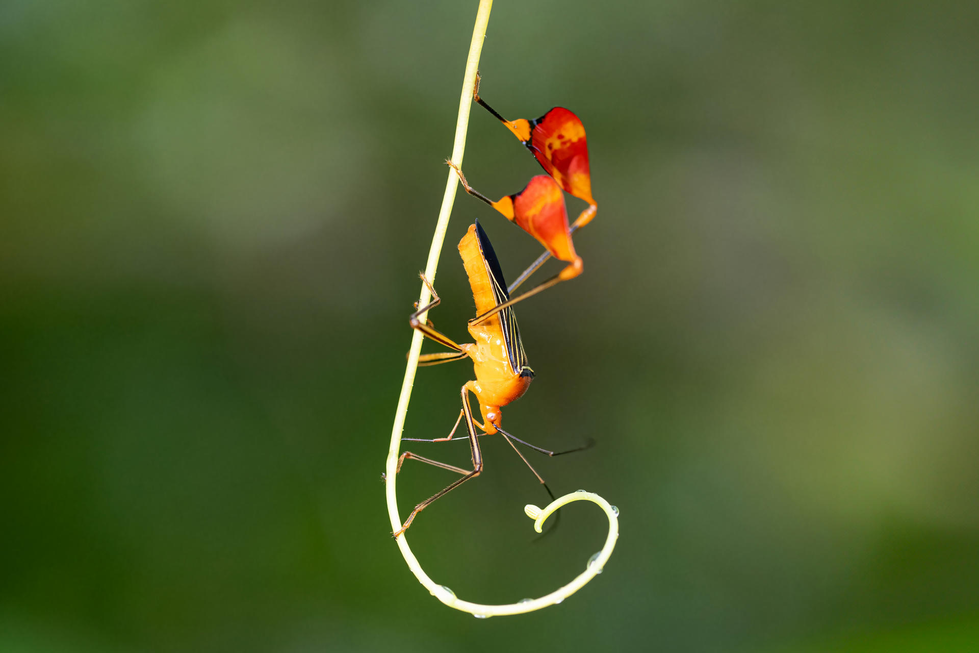 Fotografía cedida por Steven Paton que muestra el insecto matador, Bitta alipes (antes Anisoscelis alipes), un insecto de patas foliares (familia Coreidae) con grandes banderas de colores en la tibia trasera, en Colón (Panamá). EFE/ Steven Paton