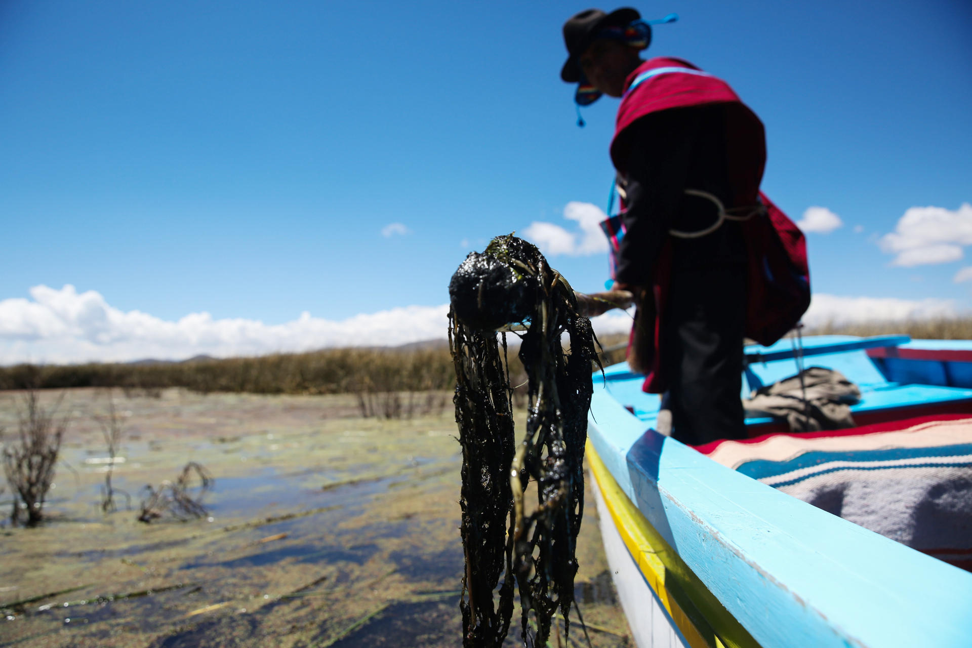 UIn 'Mallku', autoridad aimara, fue captado el pasado 12 de septiembre, al sacar algas muertas del lago Titicaca, en la Isla Sicula (Bolivia). EFE/Luis Gandarillas