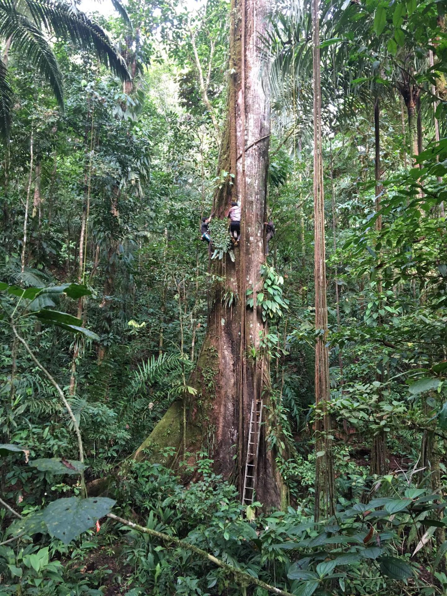 Científicos en Colombia miden un gigante árbol de ceiba. Fotografía facilitada por Pauline Kindler
