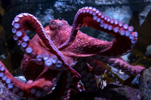 Fotografía del 6 de junio de 2025 proporcionada por el Acuario del Pacífico donde se muestra a Ghost, el pulpo gigante del Pacífico en su hábitat dentro de la localidad ubicada en Long Beach, California (Estados Unidos). EFE/Robin Riggs/Acuario del Pacífico