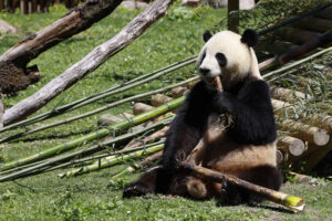 El panda Jin Xi en una imagen de archivo. EFE/ Zipi