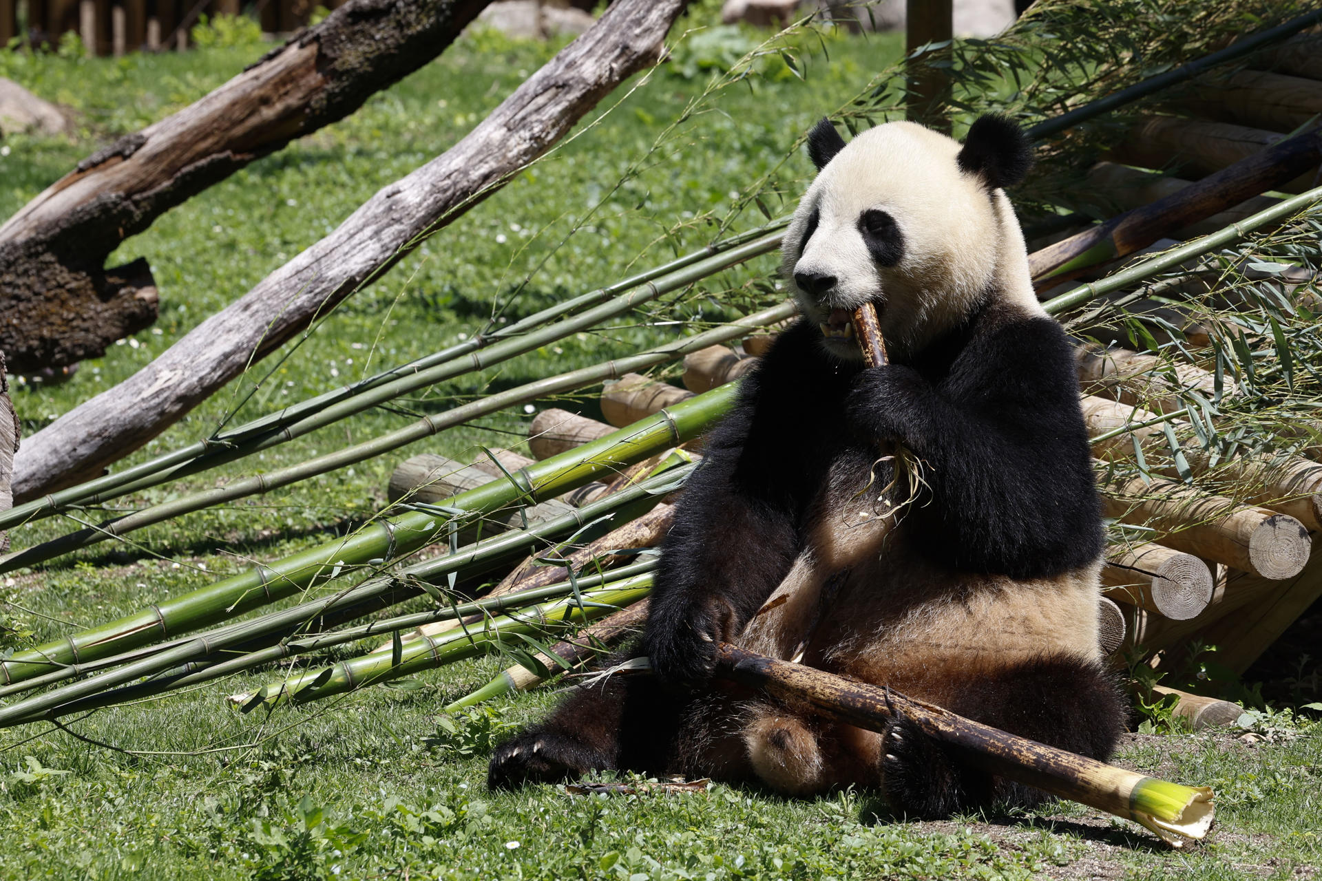El panda Jin Xi en una imagen de archivo. EFE/ Zipi