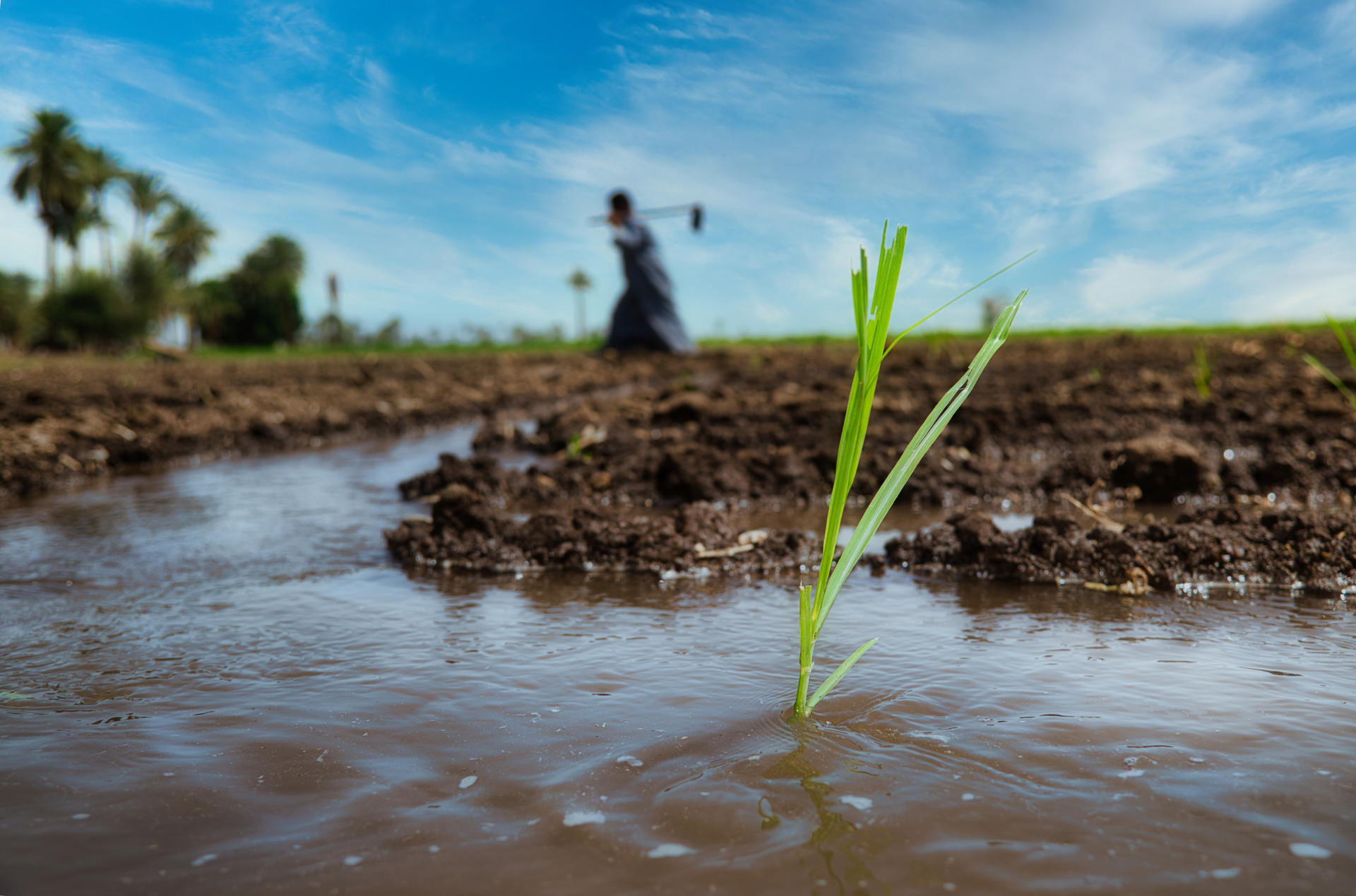 La muerte de 18 jornaleras -en su mayoría adolescentes- en un accidente de tráfico en Egipto es un síntoma más de la precariedad laboral del sector agrícola del país, del que proceden buena parte de las frutas y verduras que llegan a los mercados europeos tras ser recolectadas en su mayoría por mujeres y niñas pobres. El siniestro ocurrió el pasado 27 de junio en la provincia de Menufiya, al norte de El Cairo, cuando una furgoneta sin las más mínimas condiciones de seguridad volcó mientras trasladaba a un grupo de trabajadoras a un viñedo. El conductor y las 18 jornaleras murieron en el acto. EFE/ FAO / Ahmed Elsheemy SOLO USO EDITORIAL/SOLO DISPONIBLE PARA ILUSTRAR LA NOTICIA QUE ACOMPAÑA (CRÉDITO OBLIGATORIO)