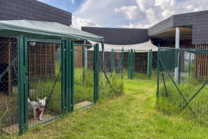 Aromaterapia para los animales, videollamadas con sus dueños o incluso teleasistencia: así es el Dog Relais (en la imagen), el nuevo hotel exclusivo para perros en el principal aeropuerto de Roma, pionero en Italia dentro de un recinto aeroportuario y presentado como "el más grande del mundo". EFE/ Carlos Expósito