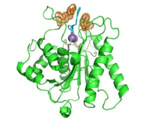 Estructura molecular de la proteína del virus sobre la que actúa el nuevo compuesto LN-7 / Federico Gago (Universidad de Alcalá) y Luis Menéndez Arias (CBM)