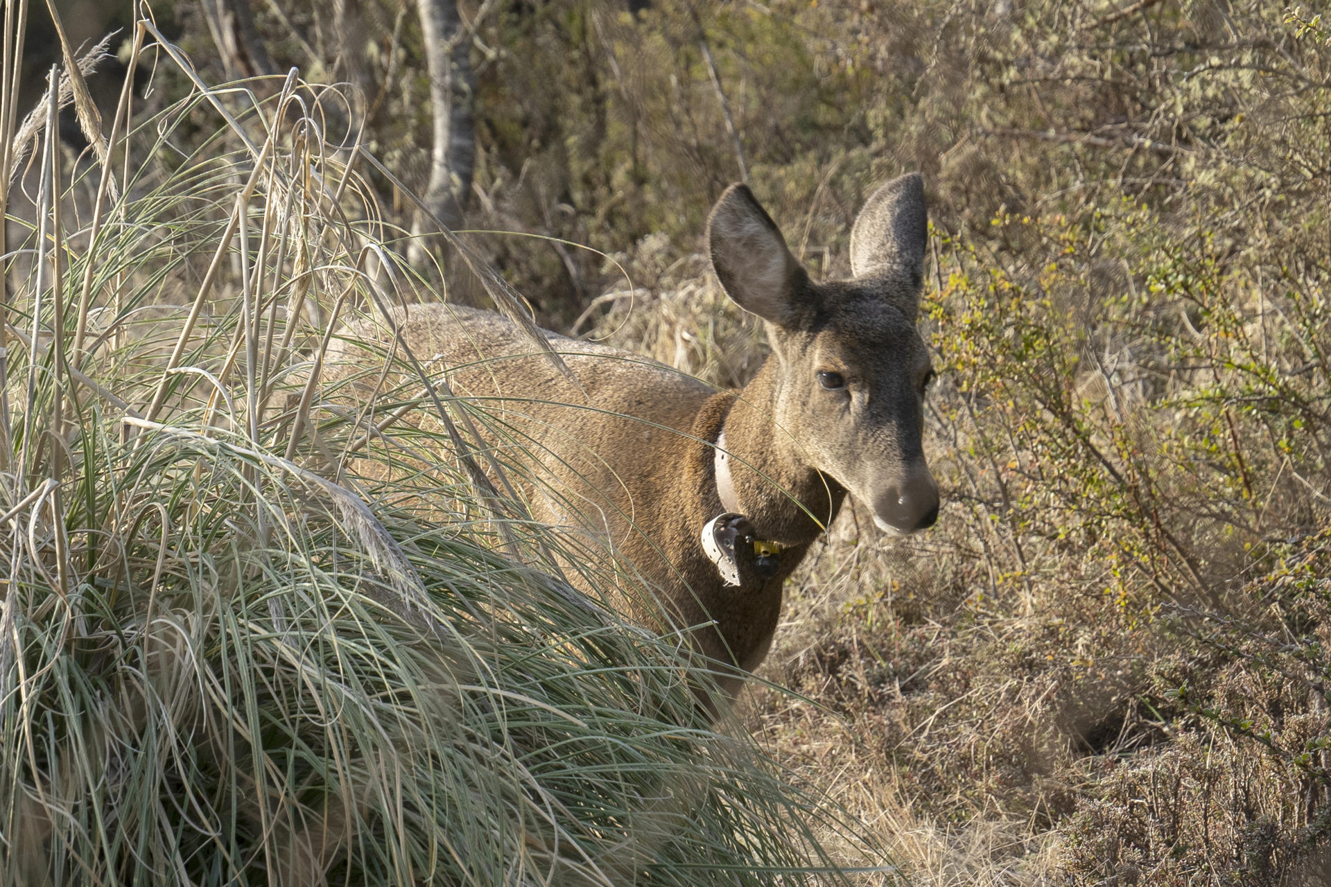 Fotografía cedida este jueves, 4 de septiembre, por la Fundación Huilo Huilo y tomada el pasado 28 de agosto, en la que se captó a un ejemplar de Huemul, en la Reserva Biológica Huilo Huilo, en Panguipulli, región de Los Ríos (Chile). EFE/Fundación Huilo Huilo